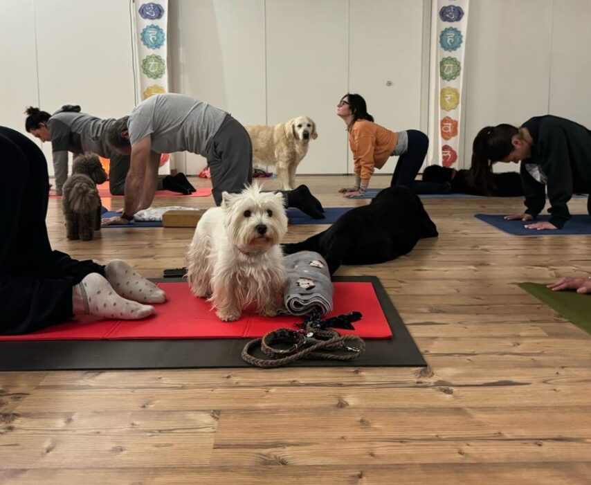 Yoga with Dogs – Do yoga with your dog!