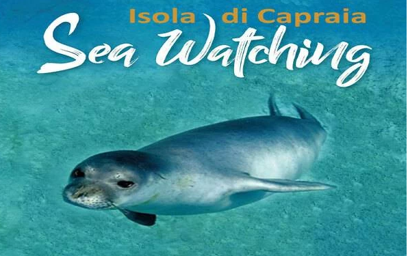 Seawatching – boat tour of the island of Capraia