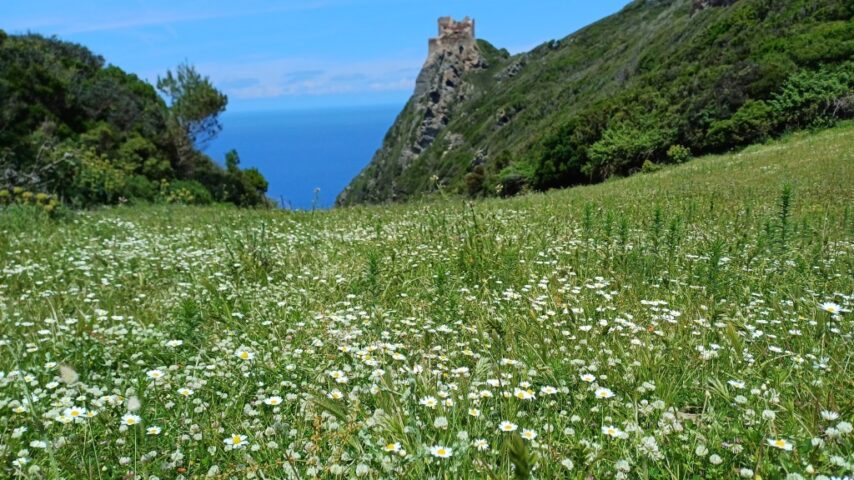 Escursioni sull’isola di Gorgona