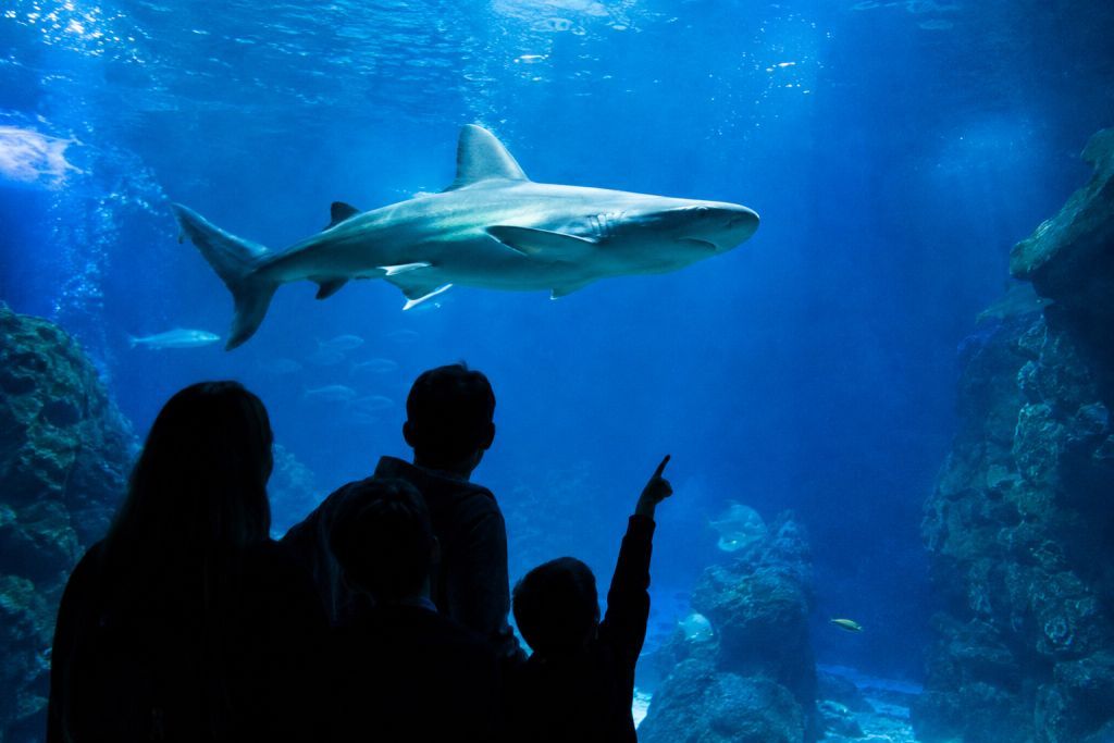 Giornata mondiale degli squali, all’Acquario incontri, speech e una mostra per conoscerli